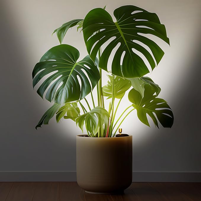 Wireless Spotlight Indoor,Battery Operated Wall Accent Lighting,LED Puck Lights with Remote,Plants Lighting/Uplight,Stick on Display Wall Sconce for Picture Painting Artwork Portrait Closet Home Decor