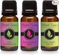 Trio (3) - Dragonfruit Berry, Kiwi Watermelon & Cucumber Melon - Premium Fragrance Oil Trio - 10ML