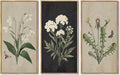 KUVIOKE Vintage Botanical Wall Decor Wild Flowers Artwork Framed Wall Art Ready to Hang Hallway Home Office 8x16in3pcs Natural Framed