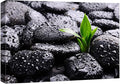 wall26 Canvas Print Wall Art Raindrops on Black Rocks with Sprouting Plant Floral Nature Photography Realism Bohemian Scenic Relax/Calm Cool for Living Room, Bedroom, Office - 12"x18"